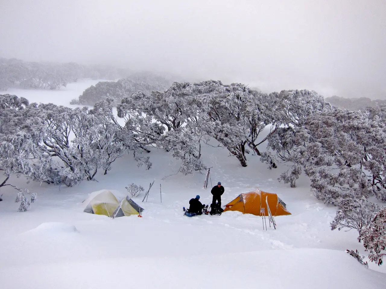 Two tents pitched in snow among snow gums in Kosciuszko National Park